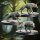 Direwolves Pack aus Heart of the Forest von The Printing Goes Ever On