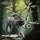 Creature Bundle - Heart of the Forest aus Heart of the Forest von The Printing Goes Ever On