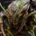 War Centipede (100mm base) von Rescale Miniatures aus Rite of the Untamed