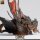 Magma Dragon - Adult (75mm base) von Rescale Miniatures aus Crooked Crowns