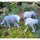 Wolves von Galaad Miniatures