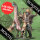 Conquest Wadrhun: Drum Beast
