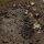AK Terrains Muddy Ground – 250ml (Acryl)