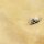 AK Terrains Desert Sand – 250ml (Acryl)