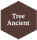 Tree Ancient